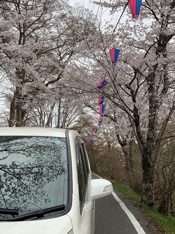 オデッセイの今日はRGステップ・桜と愛車に関するカスタム事例の投稿画像2枚目