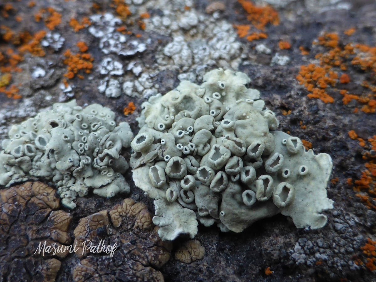 Rimmed Navel Lichen