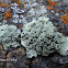 Rimmed Navel Lichen