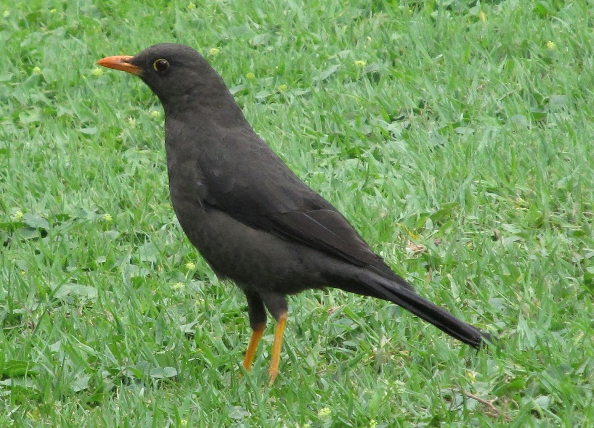 Great Thrush