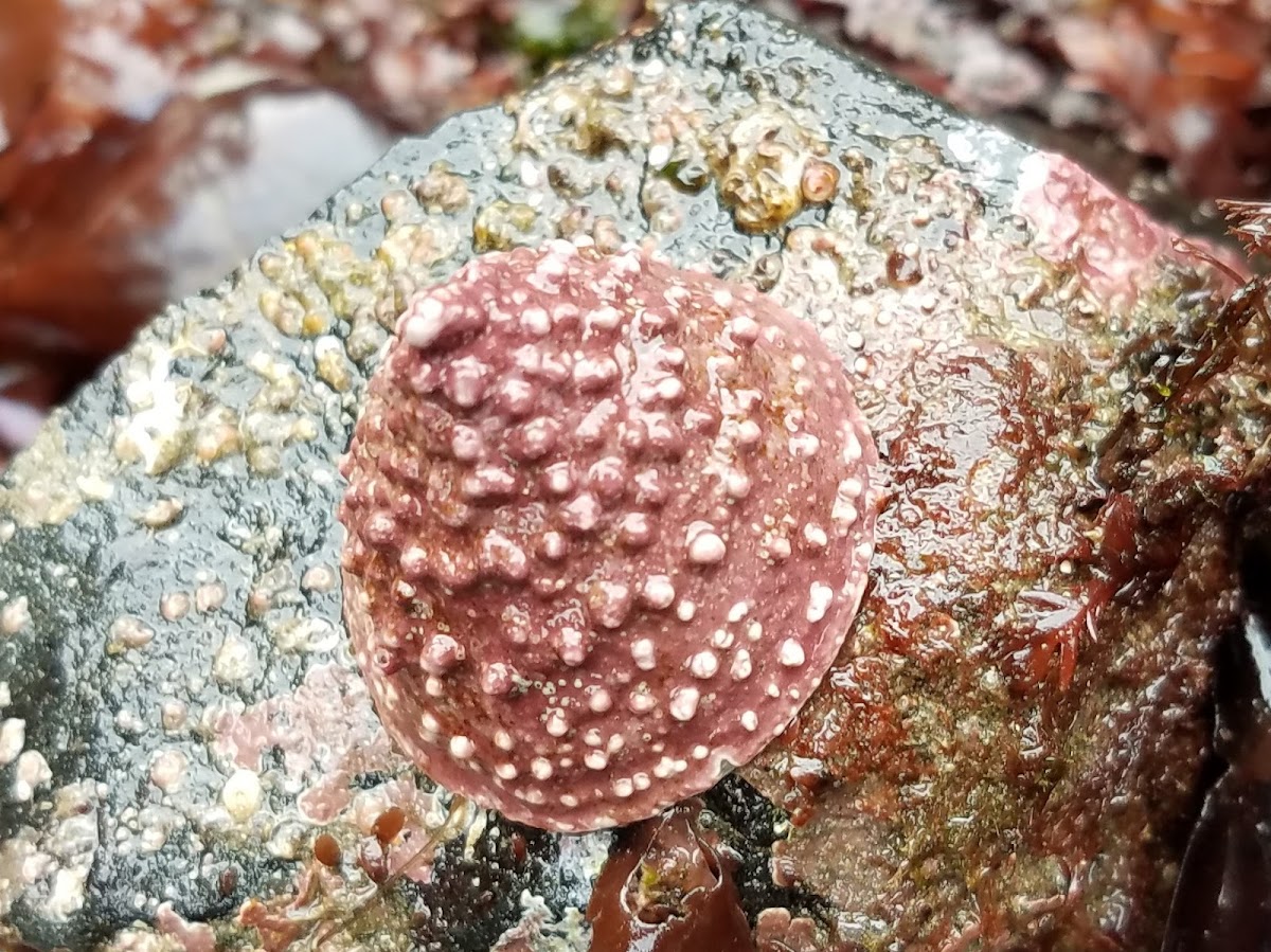 Whitecap limpet