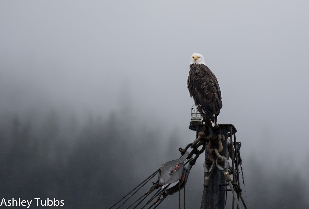 Bald Eagle