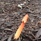 Elegant stink horn