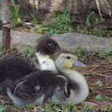 Ducklings