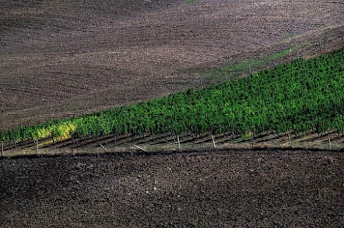 Vigna di EURO CIARDI