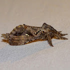 Moth - Tricladia tupi