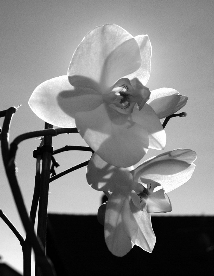 Orchidea settembrina di Al99