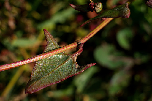 Atriplex prostrata