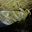 Fruit Piercing Moth