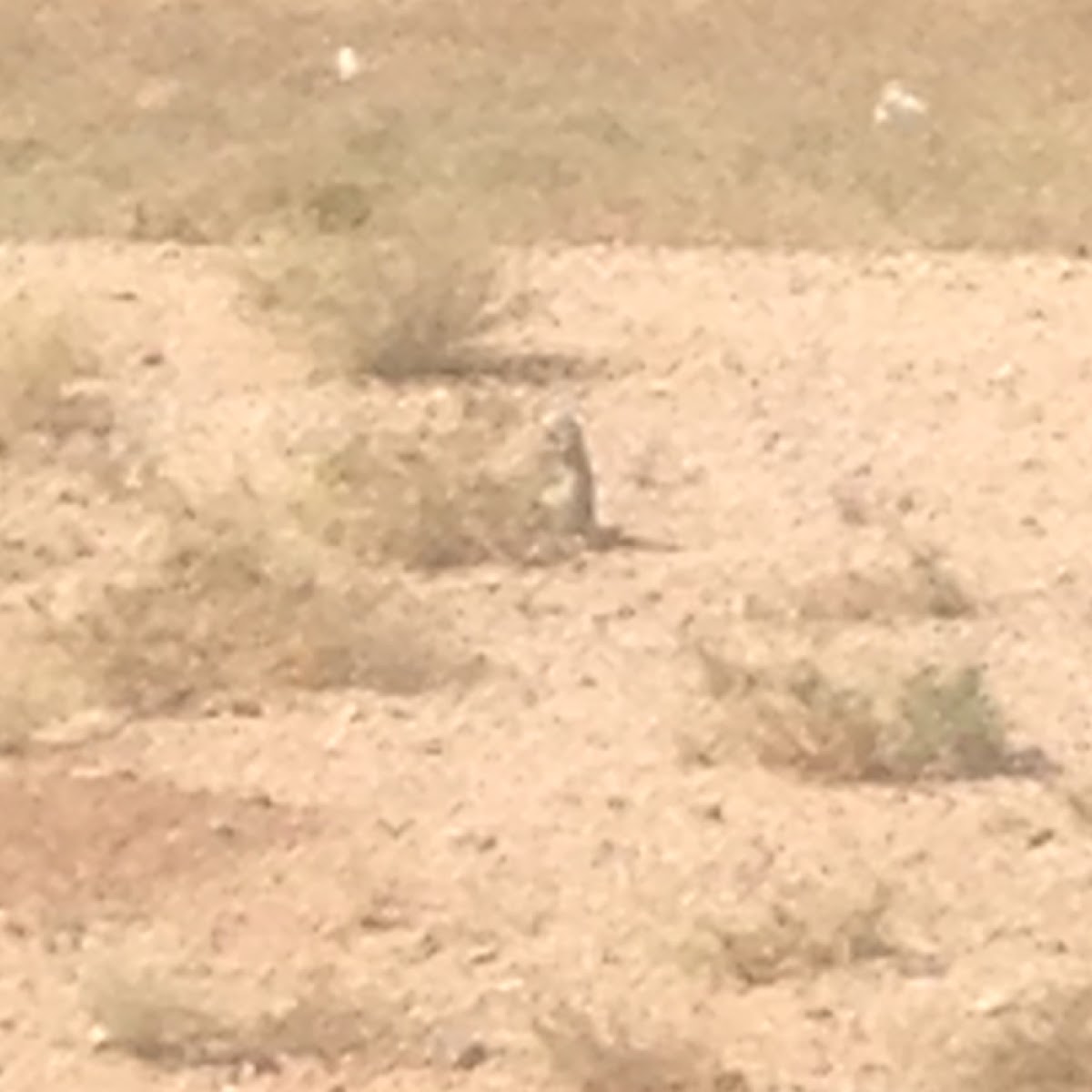 Round-tailed Ground Squirrel