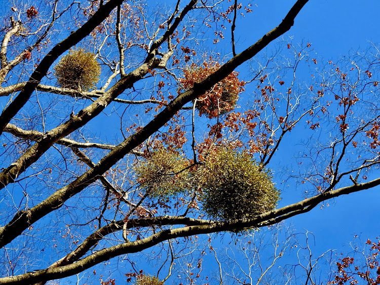 ソリオバンディットの無加工スマホ撮り・懐古園・紅葉🍁に関するカスタム事例の投稿画像9枚目