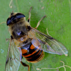 Eristalis