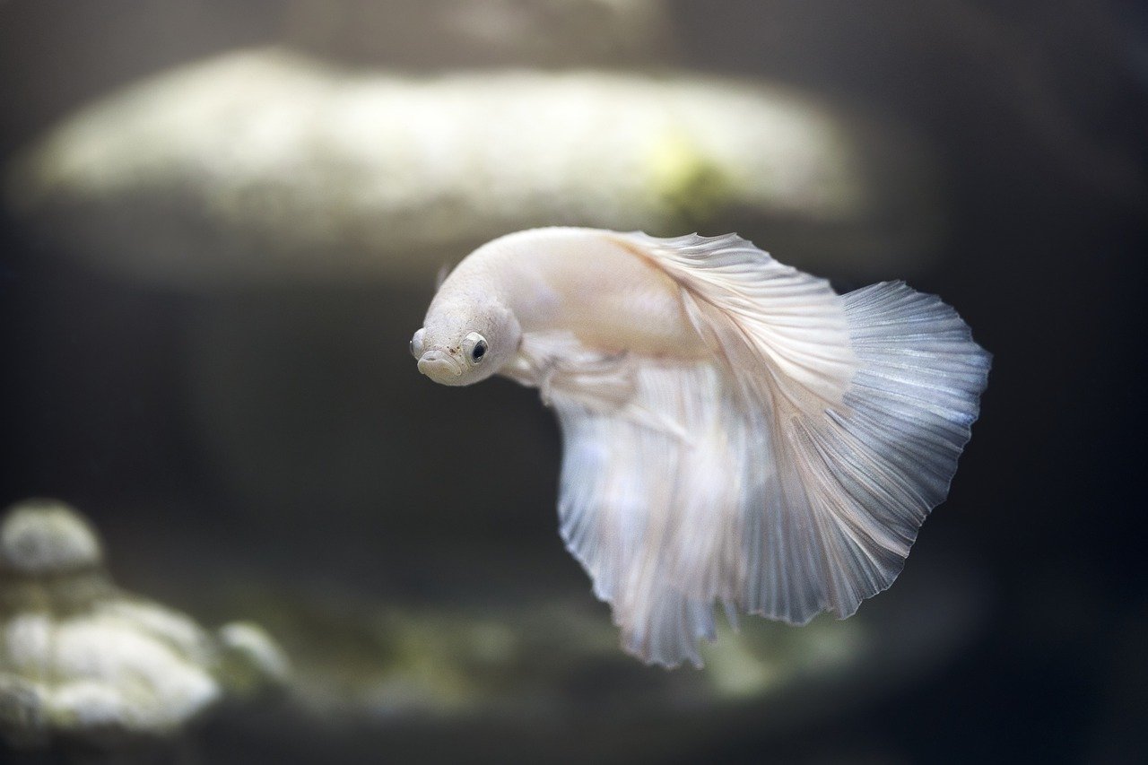 A white betta fish