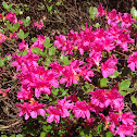 Azalea