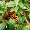 Luzon Grass Dart