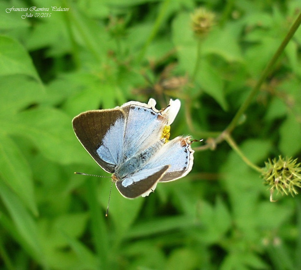 The Fine-Lined Strip-Streak