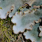 Felt Lichen