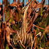 American Bittern