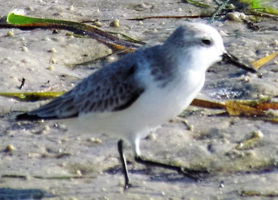 Sanderling