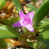 Sea Purslane