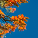 The tree blooms with orange flowers