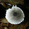 Leucoagaricus [Lepiota] atrodiscus