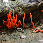 Coral Fungi / Flame Fungi