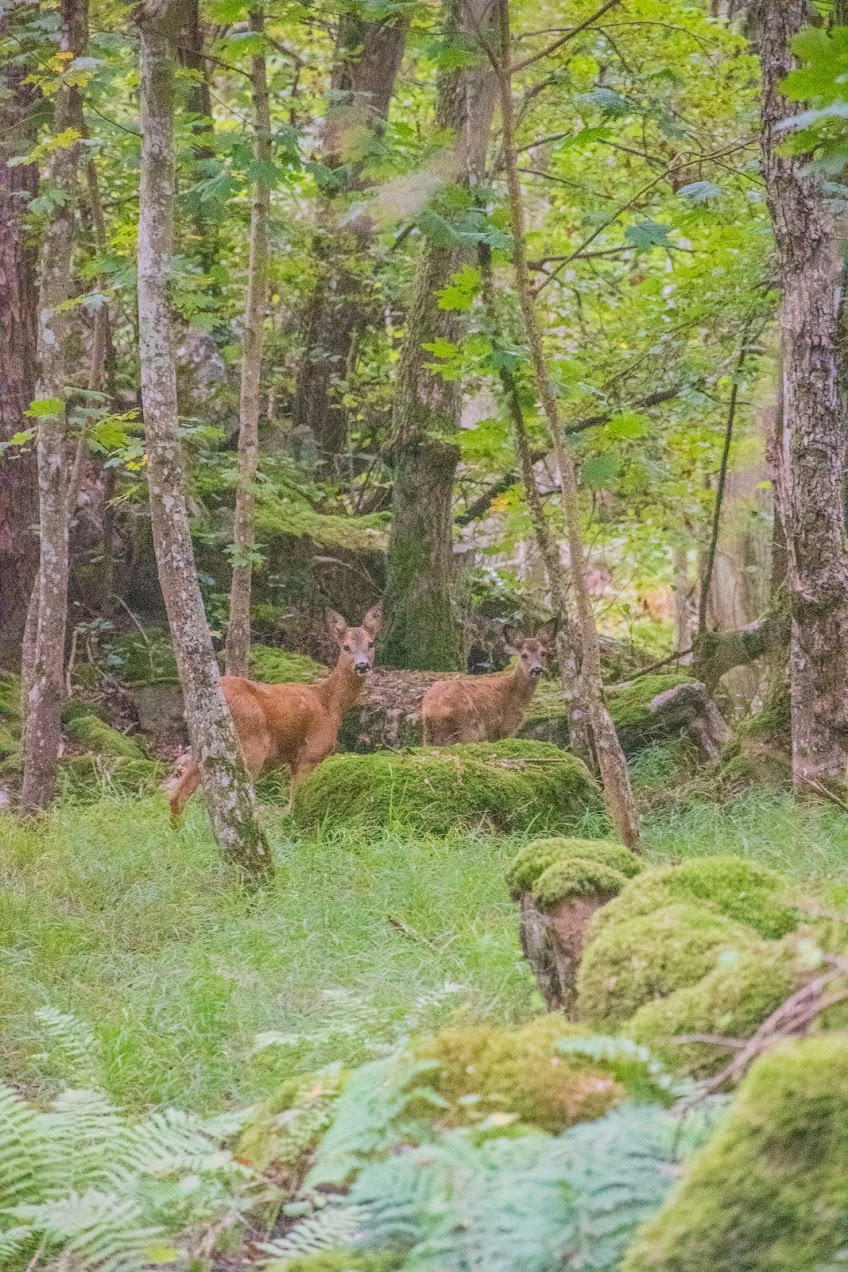 natuur-zuid-zweden