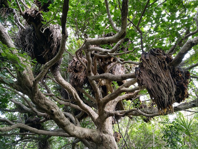 Te Whara Track big tree with huge birds nest ferns