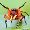 Jumping spider