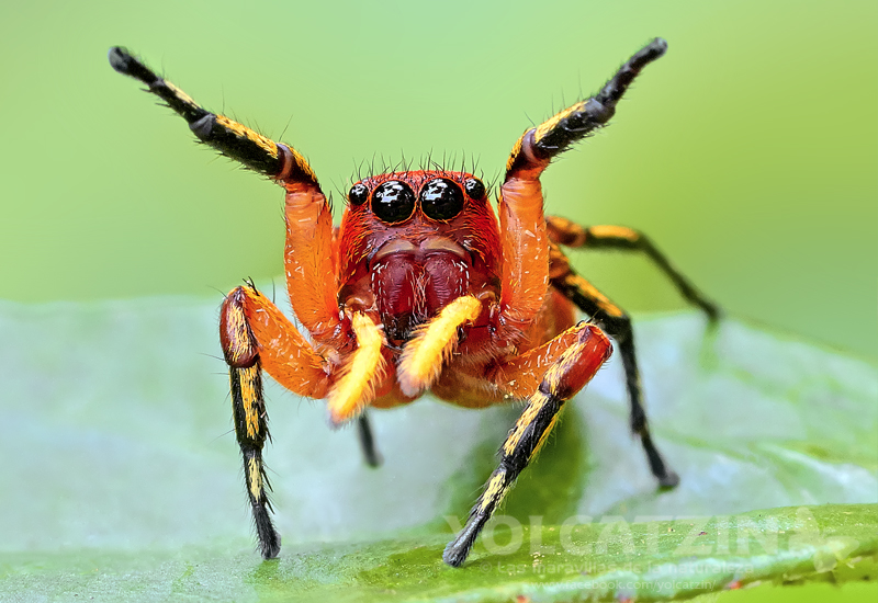 Jumping spider