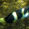 Saddle Wrasse