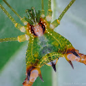 Green harvestman