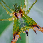 Green harvestman