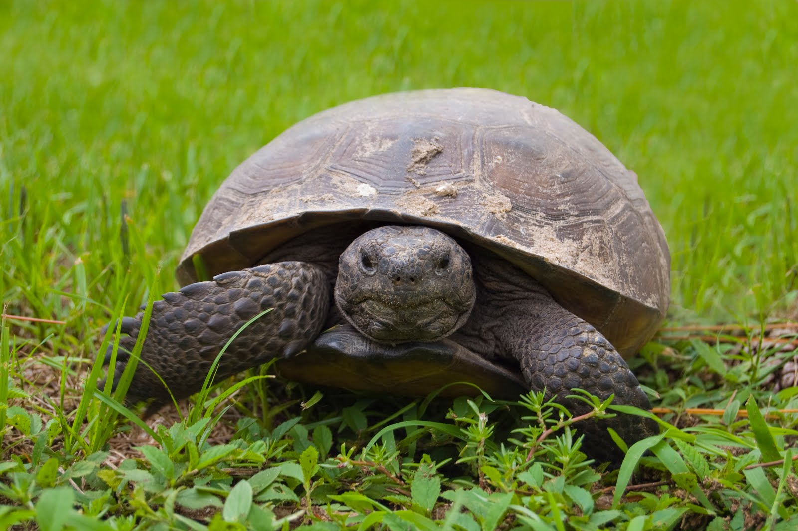 Gopher Tortoises Could Delay Your Next Land Development Project