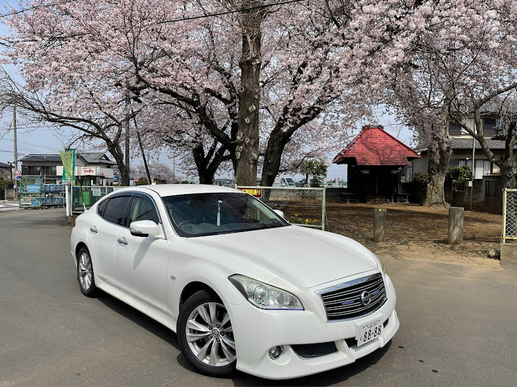 フーガのY51警護車両・茨城県・セダン好きと繋がりたい・サクラと愛車に関するカスタム事例の投稿画像1枚目