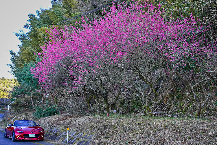 の投稿画像11枚目