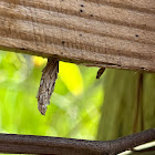 Evergreen Bagworm