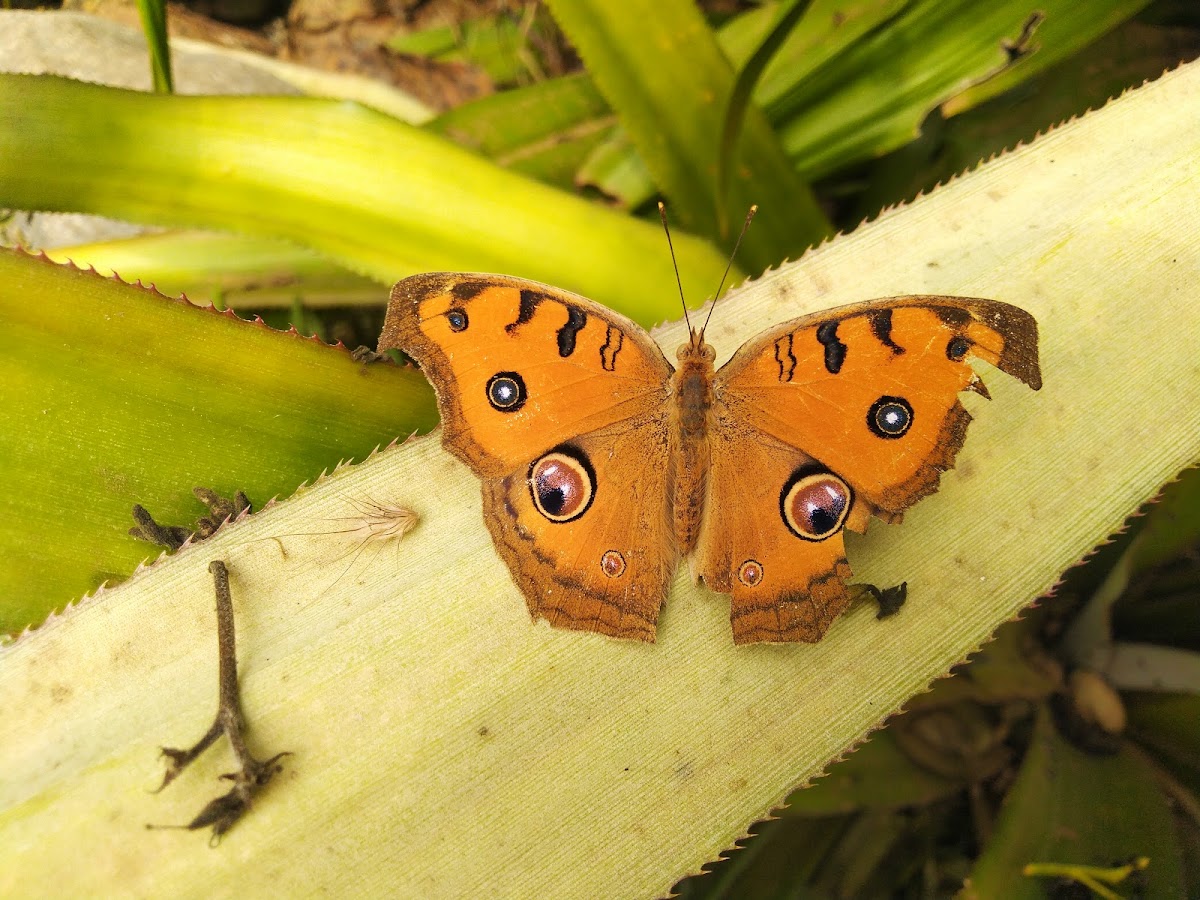 Peacock pansy