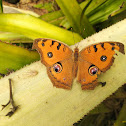 Peacock pansy