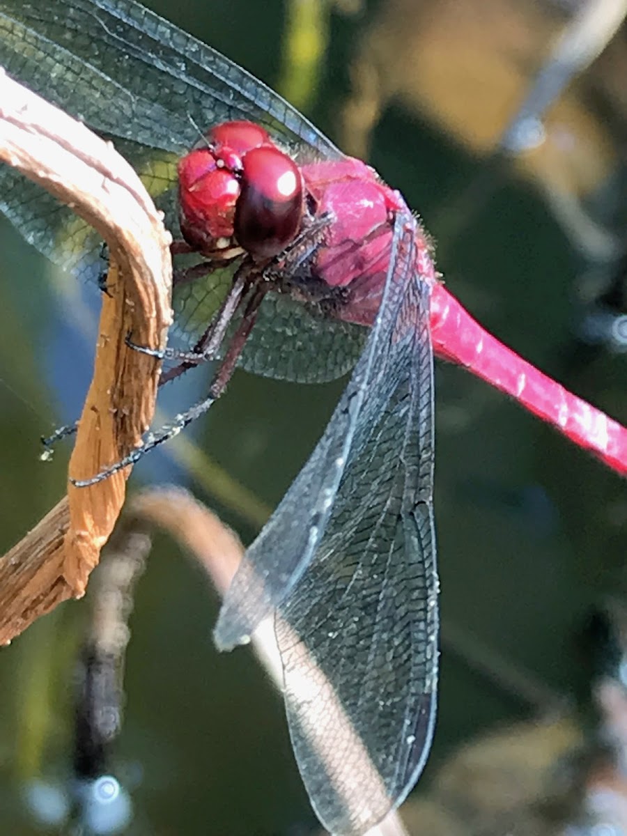 Dragonfly