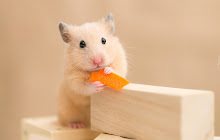 Hamster Wallpaper small promo image