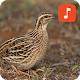 Download Rain quail bird calls For PC Windows and Mac 1.0.2