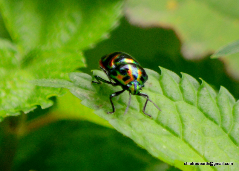 jewel bugs or metallic shield bugs