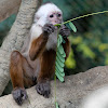 Capuchino o Maicero cariblanco / White-faced Capuchin