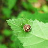 Crab Spider