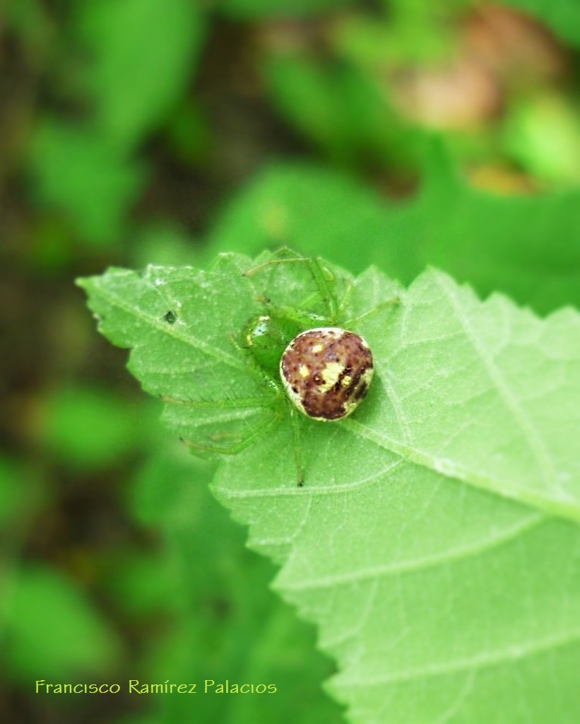 Crab Spider