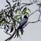 wood swallow?