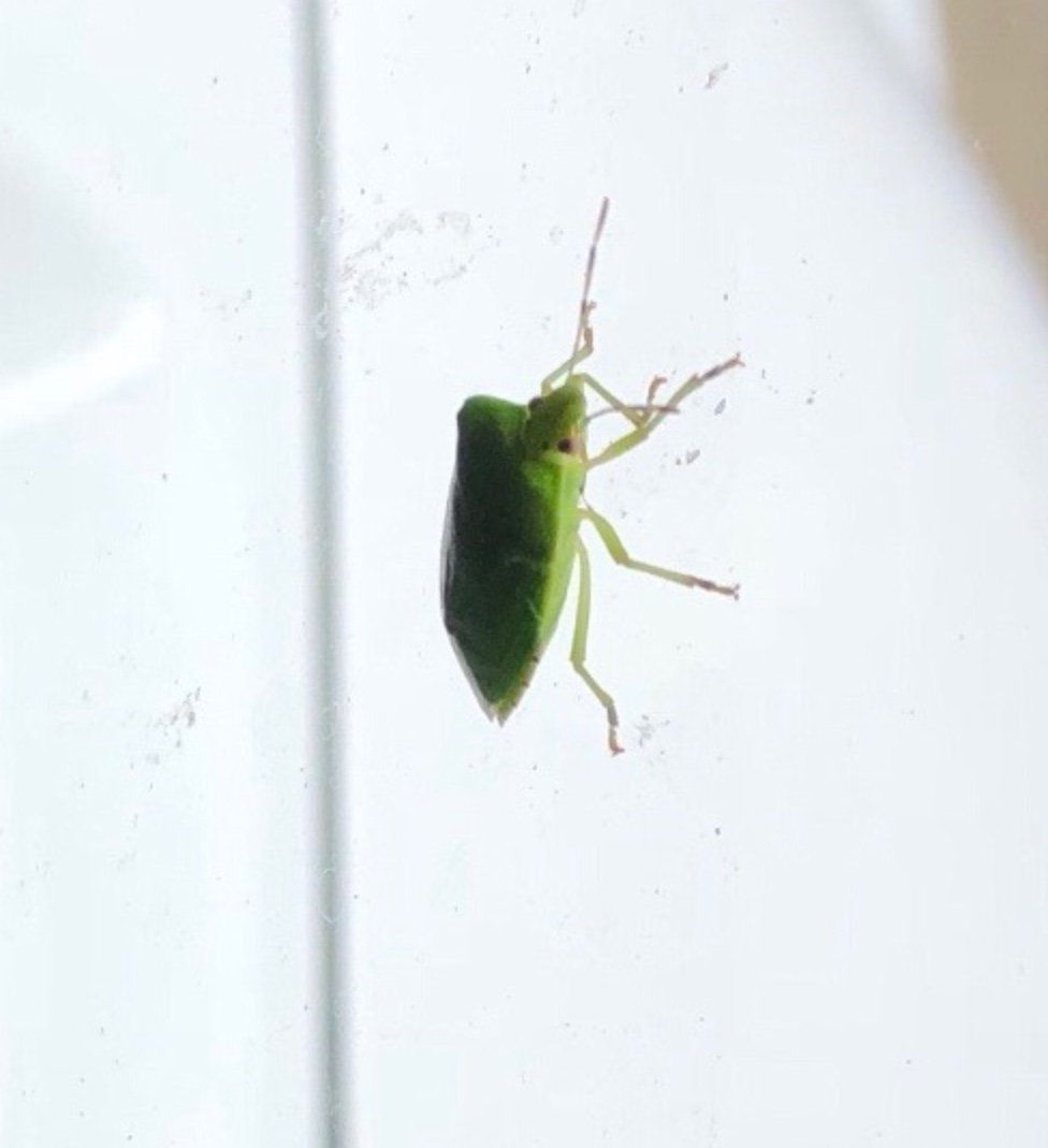 Green Stink Bug