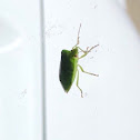 Green Stink Bug